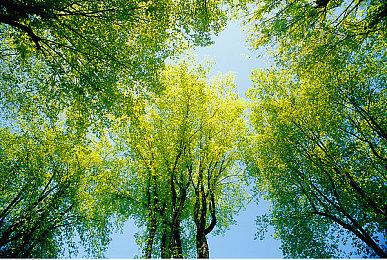 《燕云十六声》新特色介绍：燕云运动会 易容乔装